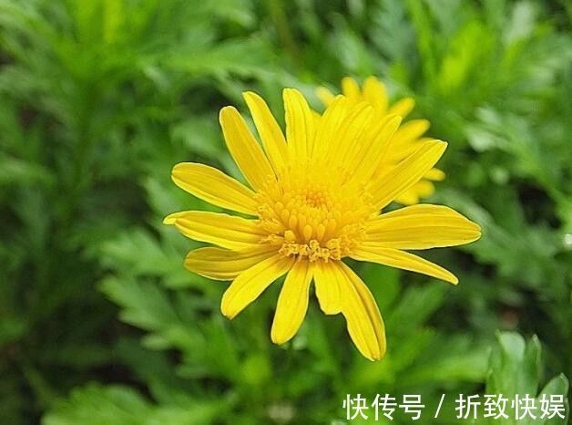 喜欢牡丹,不如养盆“菊中精品”情人菊,似娇艳情人,美艳优雅