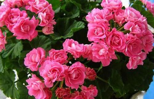 6种能开成花球的盆栽,漂亮大方,放在阳台上10盆都不嫌多!