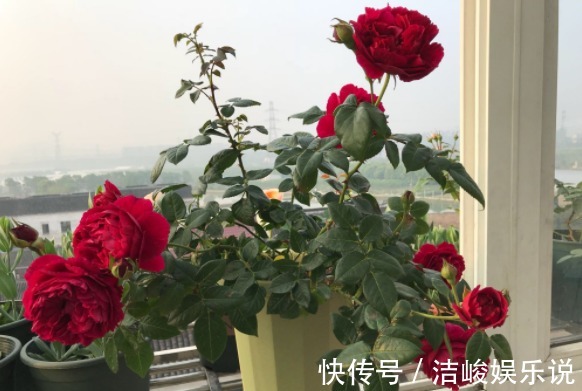 茉莉花|4款“勤花”植物,阳台盆栽几乎不用费心,开花就美极了