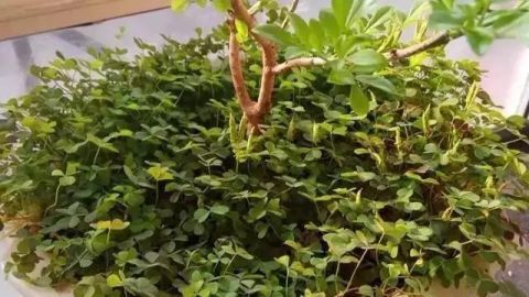 让人头疼的三叶草,这3种养法,就会让人羡慕!