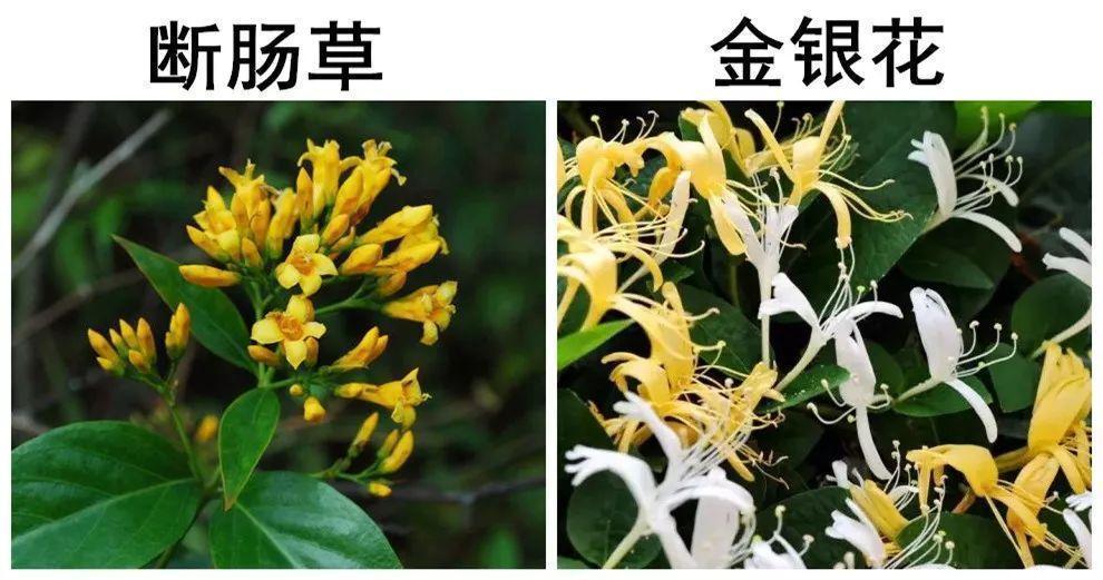 胡蔓藤|农村野草“猪人参”，花朵很像金银花，但有剧毒不能吃只能喂猪