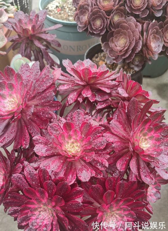 气生根|夏天来了，法师开始落叶了，浇上最后一遍水，度夏更轻松