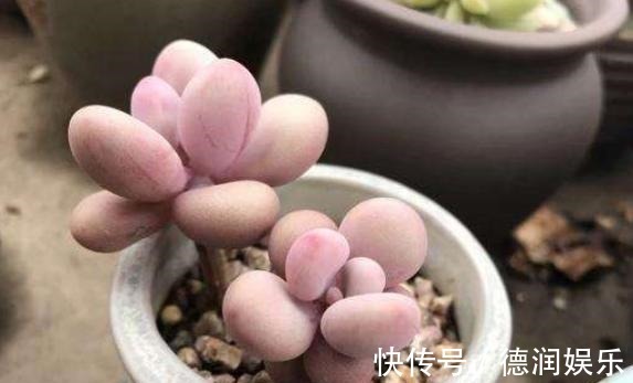 土壤|种多肉听我的,记住5个关键点,盆盆都成活,个个胖嘟嘟!