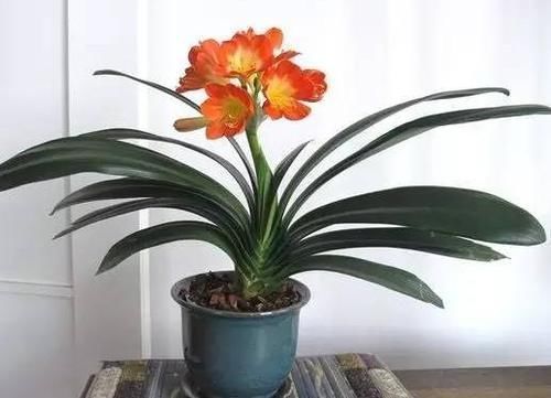 环境温度|君子兰养了7年,长得好却不开花?快催花,1个月就爆出大花头