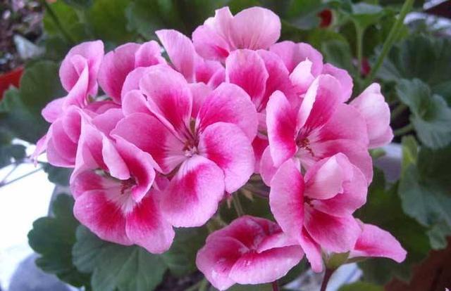 养花有“门道”，简单实用花长得好，茂盛不烂根开花一茬一茬！