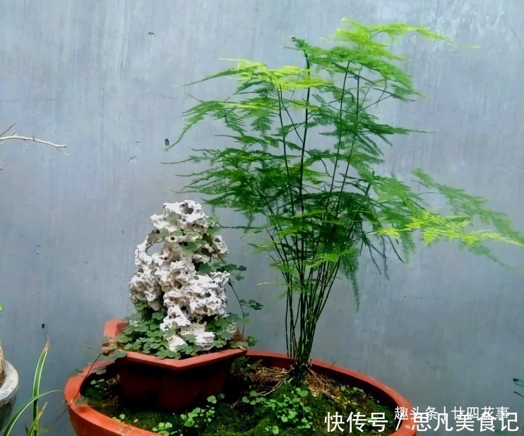 种花|6种花,长高就“变丑”,株型低矮才“漂亮”,要舍得剪!