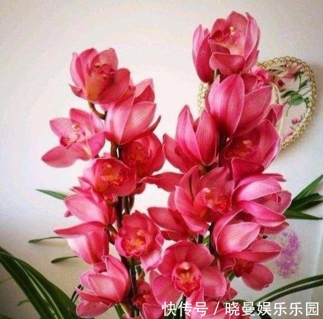 它被称为兰中香祖,一年开花4到6次,花大浓香,好养易开花