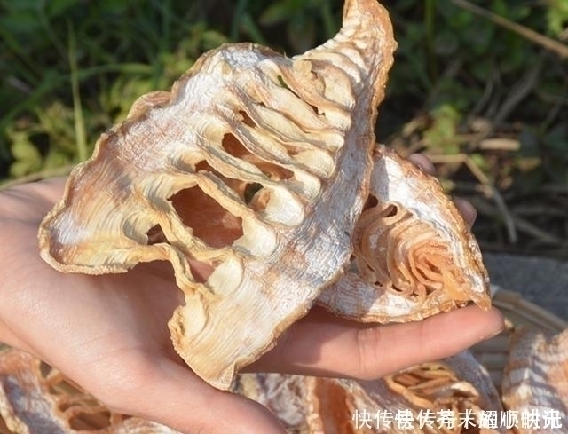 羊肚菌|农村烂在地里没人要,没想到城里人却争着买,长得丑,特好吃