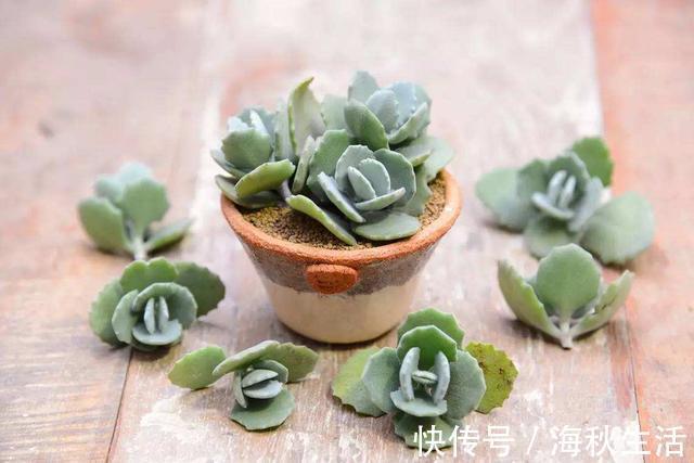 小花|早知道多肉“叶插”是这样,我也不至于都养死,花了太多冤枉钱