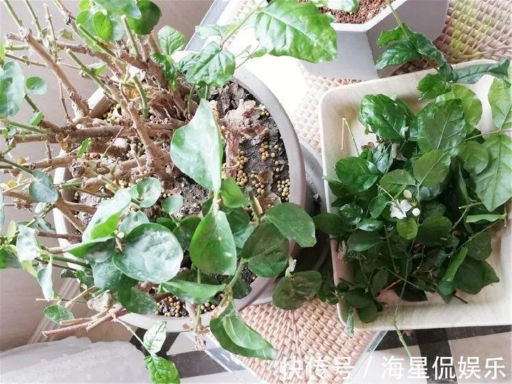 天后|10个养花的坏习惯，赶紧改，不然真是浪费钱！