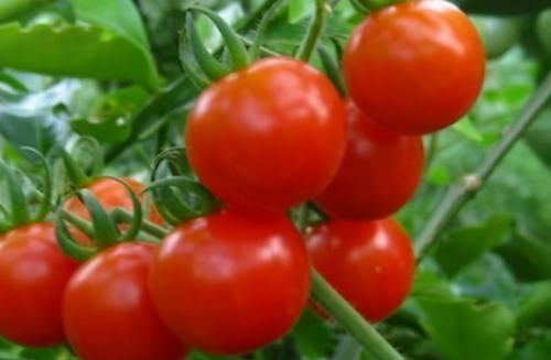 西红柿|人到中年想长寿,不妨多吃3种食物,消脂减肥,有益健康!