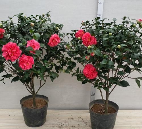 人脸|花型比“人脸”还大的茶花，比牡丹还要美，香味十足，北方也能养