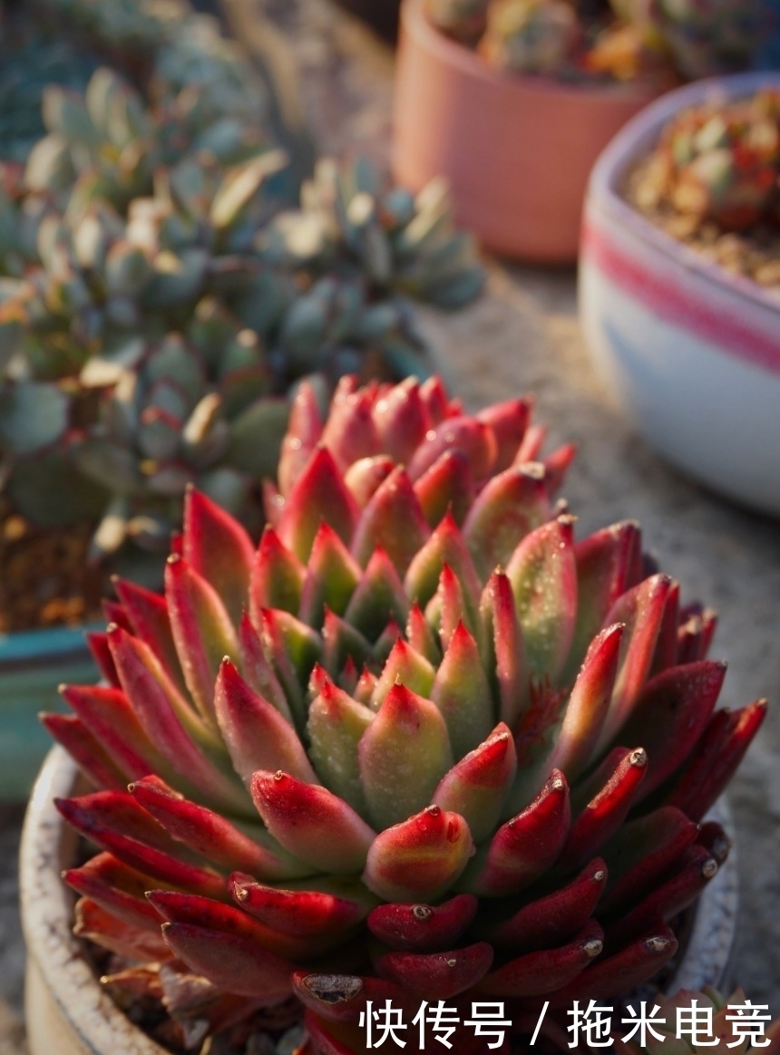 春天，去天台赏肉