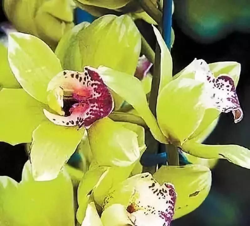 世界上最名贵的花,一盆就是一座房子!