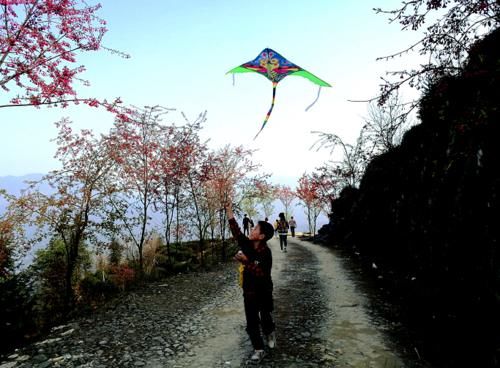 蔡家猫山樱博园：8000株樱花盛开 樱红茶绿景色美