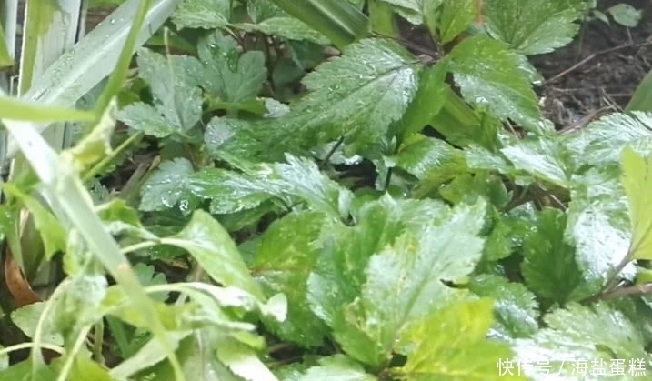 這草長得平凡卻有大價值，既食用還是好藥材，市面得20元一斤