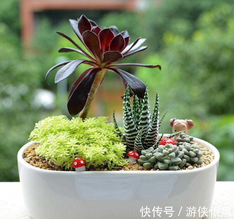 肉肉|喜欢的多肉太多了,不如放在一起打造多肉组合盆栽,让美丽翻倍