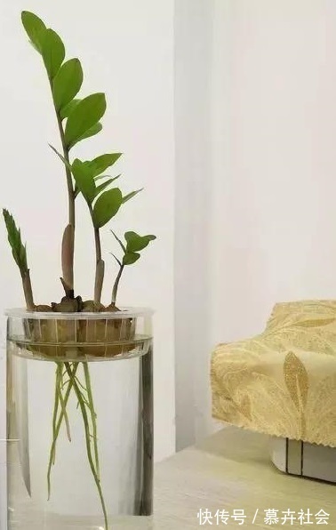 支撑架|3种花养不好“别放弃”,直接扔水里,10天就生根,比绿萝还好养
