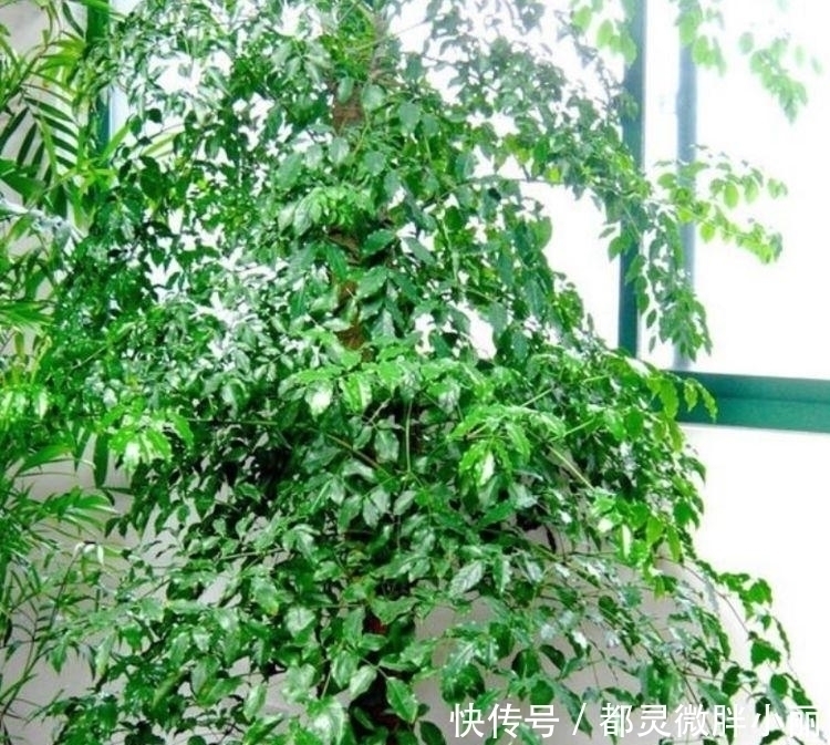 虎皮兰|家里要养3种花,吉祥又喜庆,时来运转,越过越富裕有钱