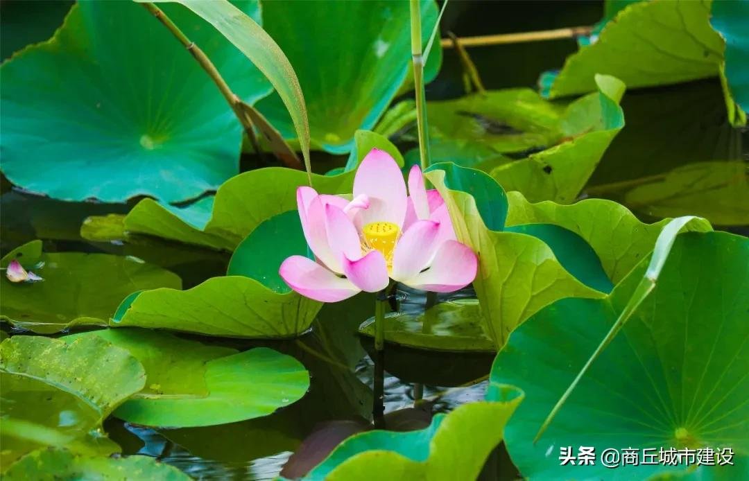 荷花池|商丘这里藏着一大片荷花田