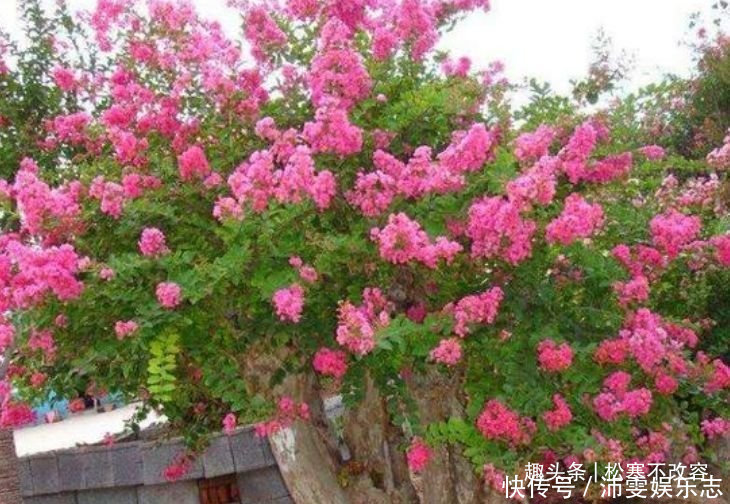 3种花养家里，绿油的枝叶，释放出氧气，轻松助力睡眠！