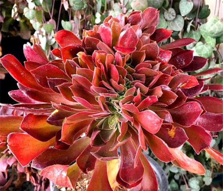 阿勇|法师夏天总黑腐?做好“1多1少1适中”,不落叶颜色美