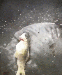 |搞笑GIF:妹子,佩服佩服,这都可以过来啊