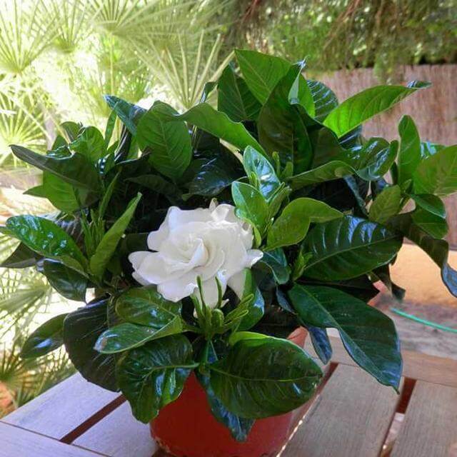 栀子花茉莉花最爱“酸水”,半个月来一次,疯狂开花也没黄叶