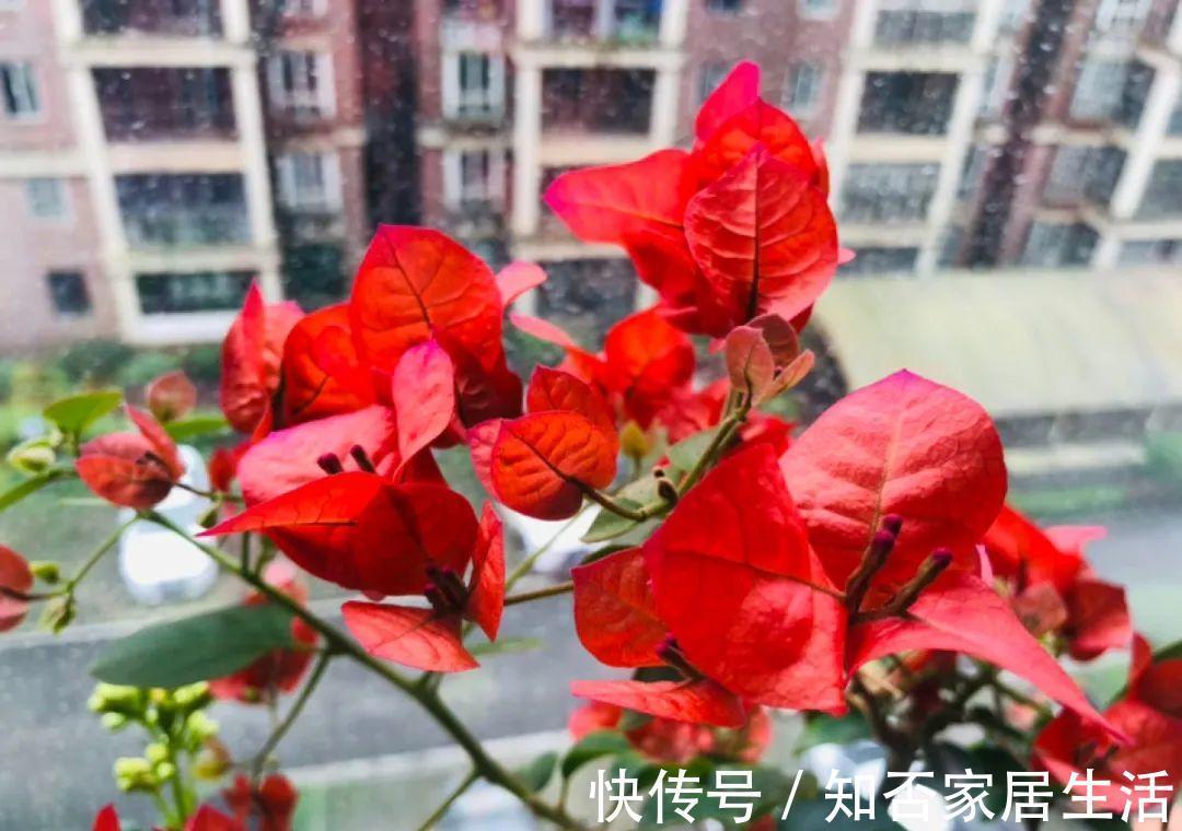 花苞|天热了，20种花最怕浇水，浇得越多，死得越快！