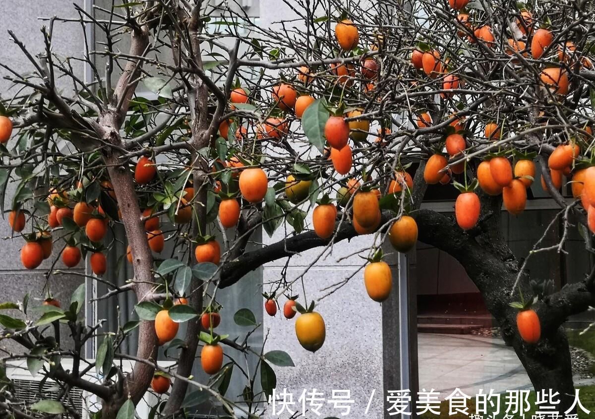 7种“吉祥果”，家里种一棵，喜气洋洋又“富贵”