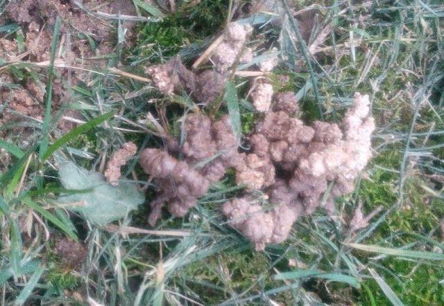 4种''路边垃圾''不简单,带回家处理好养花,啥肥料都不再缺了