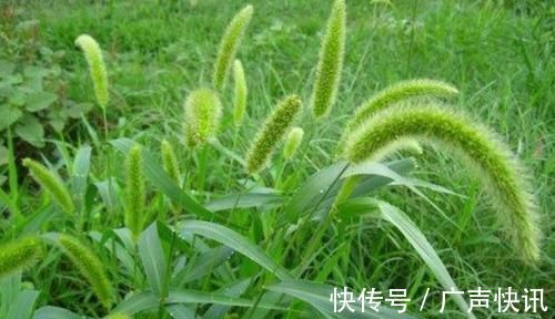 好处|农村到处都是的狗尾巴草，泡水喝竟有4大好处，男女老少都需要