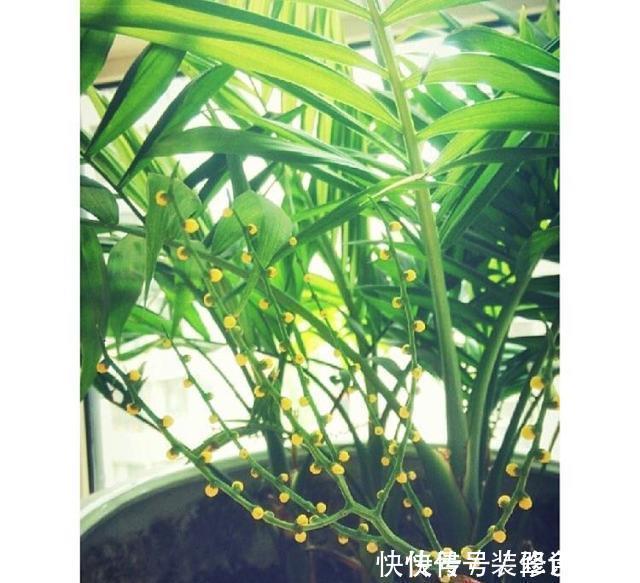 杀菌|卫生间没窗户?养此4种花,耐阴好活,关键:除臭、杀菌,空气好