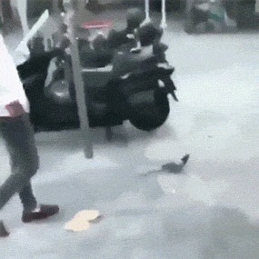 |搞笑GIF趣图穿香槟金秀禾服的新娘，最漂亮了！