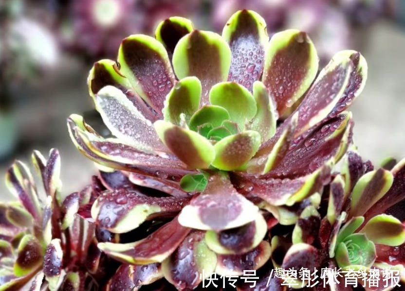 砍头苗|多肉欧佳丽法师太贵?秋天可以入手小苗,照我的方法养活没啥问题