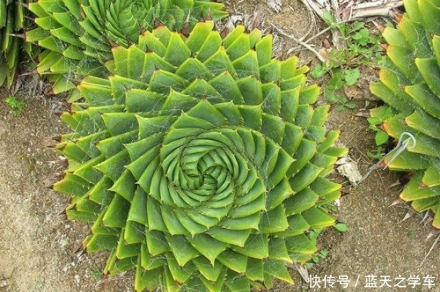 “价值”高的4种花，盆盆上千元，客厅养1盆，比啥花卉都强！