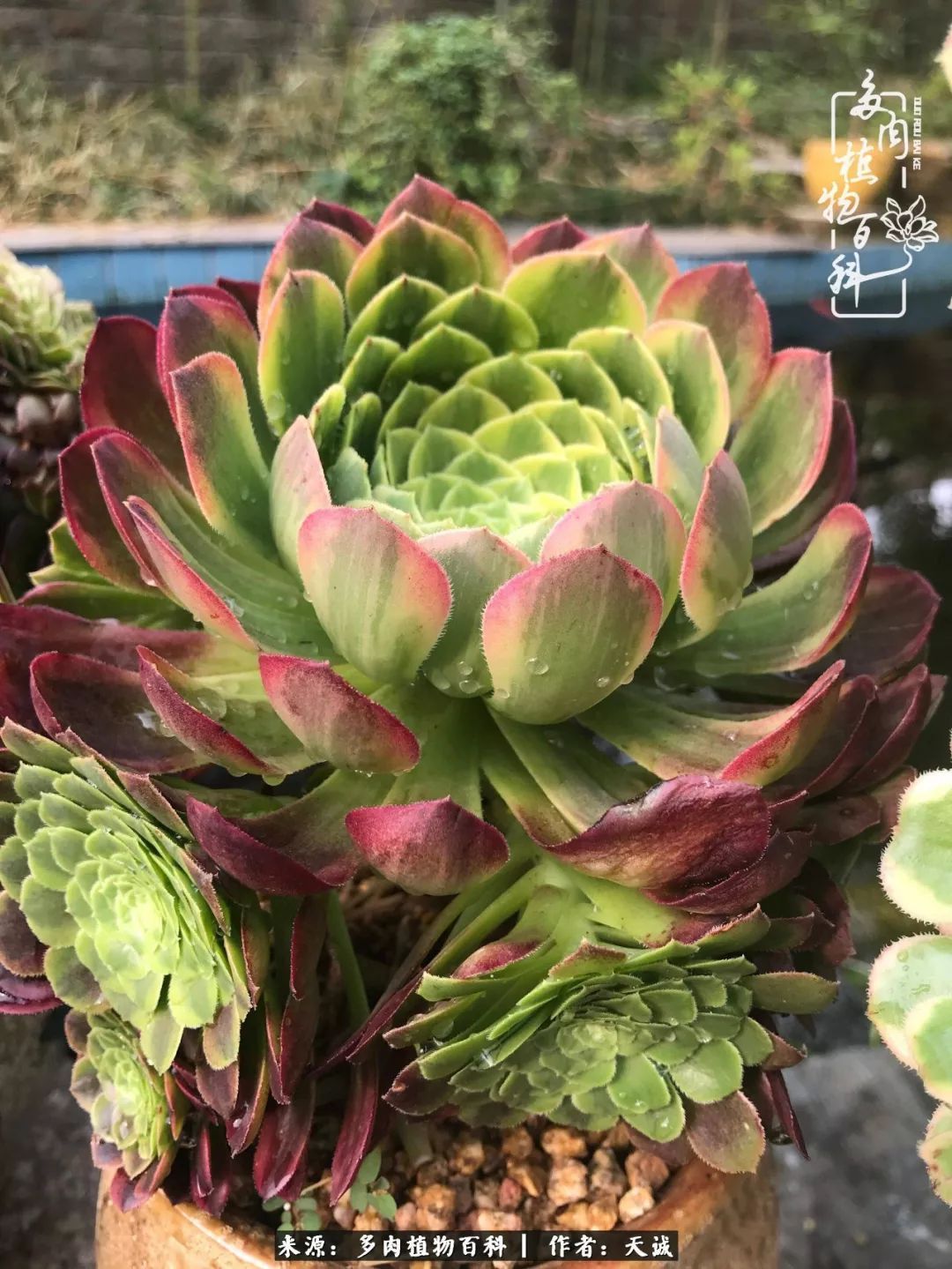 吃饱喝足，包邮区的多肉养精蓄锐准备渡劫！