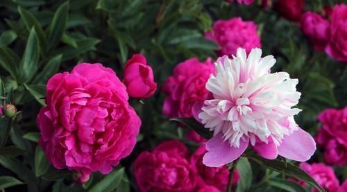 农村小院种植花卉相当流行,种植这些花儿比较好看,而且花期超长