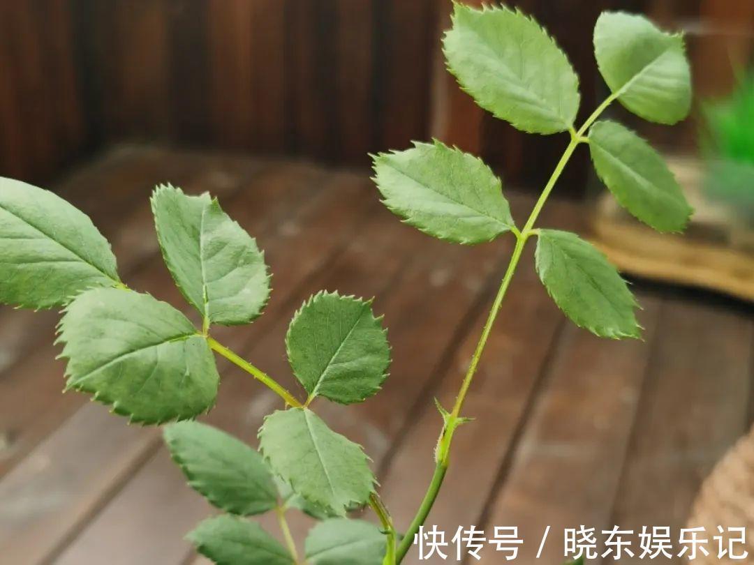 超实用的催花小技巧,效果太好,家里的花想开几次开几次!