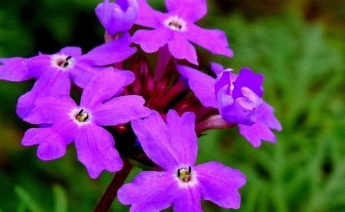 喜欢养花,就养这5种花,不仅花香浓郁,“颜值”特别高