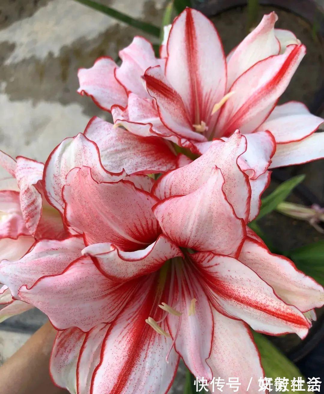 家里养盆朱顶红,开花个个比脸大,牛年养它“注定红”!