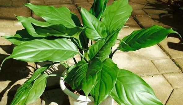 在家养殖万年青，这4方面不出错，盆栽只会越长越好变美