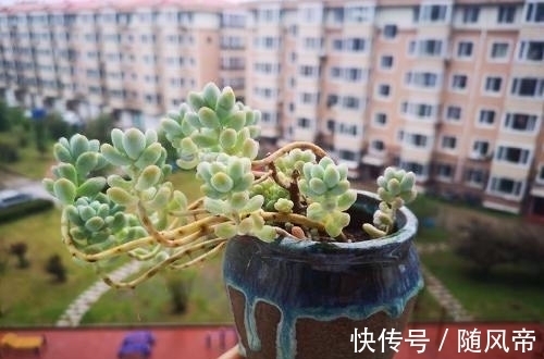 多肉天使之泪天生长的高,可别当徒长处理,养成直立桩偷着乐吧