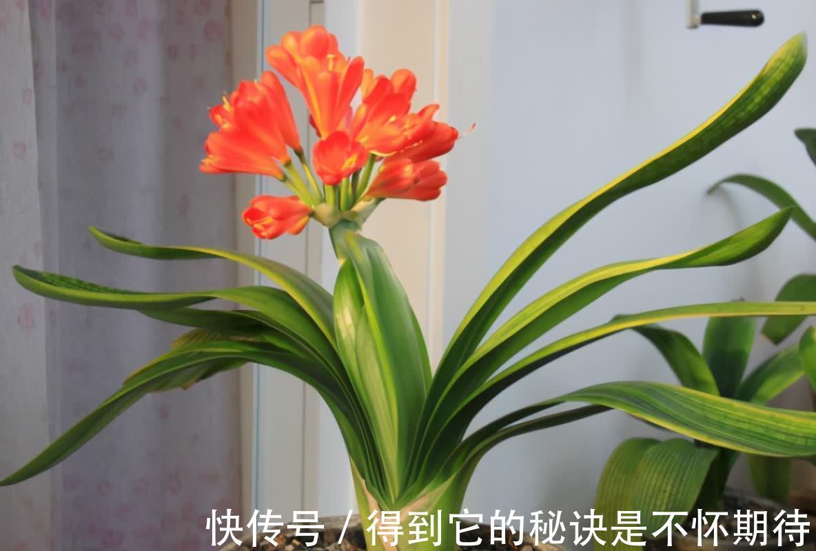光合作用|君子兰进入生长期,春天做好“3足”,新叶长得多,整齐又油亮