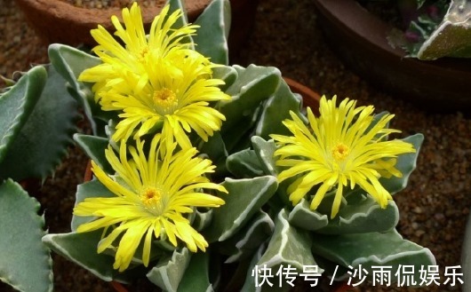 喜欢菊花不如养一盆“肉黄菊”，造型奇特，植株矮小适合盆栽养