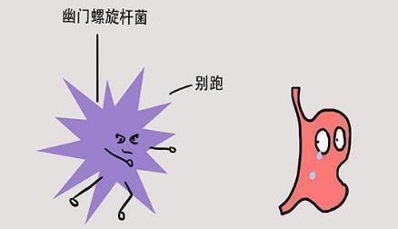 胃黏膜|“十人九胃”不好?用此物的叶子煮水喝,抑制幽门螺杆菌