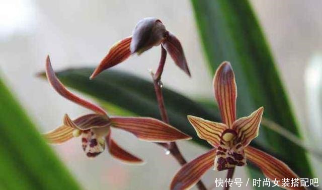 墨兰清香优雅,四季苍翠,养护墨兰时要如何浇水!