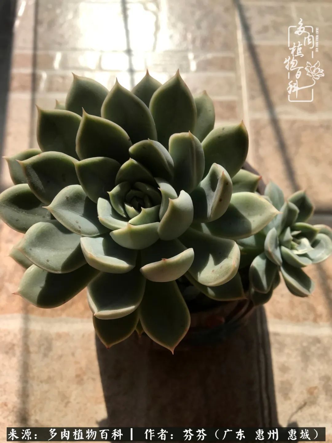 养花|一种爱好就是一种境界,养花养多肉可以培养一个人的心境!