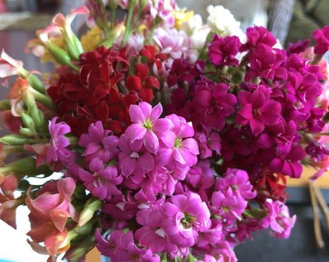 夏天盆栽“长寿花”，把4个“小细节”做好，天冷后冒花苞，美