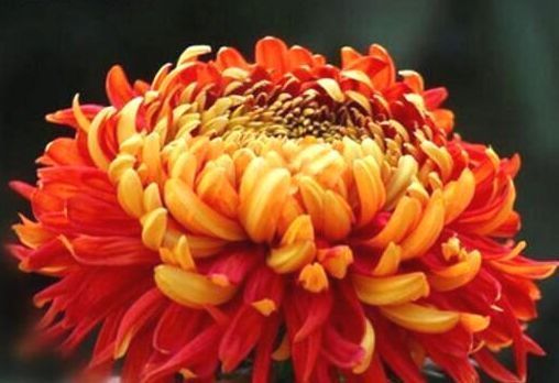 喜欢菊花,就养这几盆“菊中珍品”,红艳佳人,娇艳欲滴!